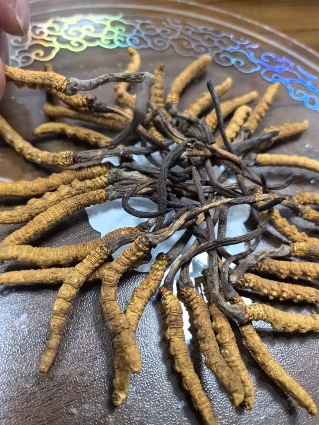 多名女网红打着野生虫草的旗号卖人工虫草被实锤！(图2)
