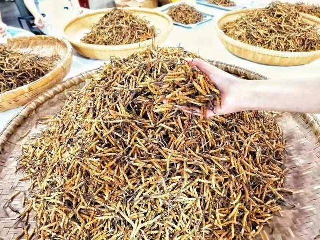 多名女网红打着野生虫草的旗号卖人工虫草被实锤！(图3)