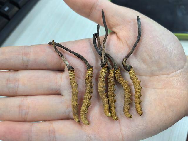 多名女网红打着野生虫草的旗号卖人工虫草被实锤！(图4)