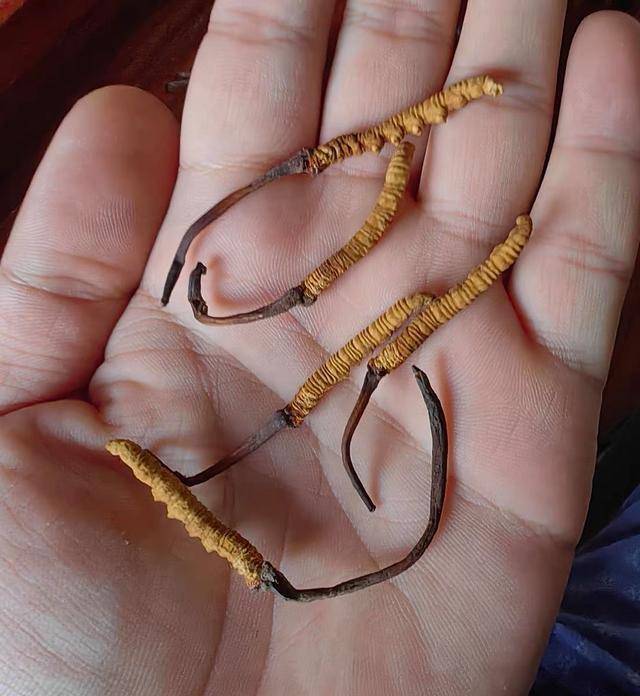 多名女网红打着野生虫草的旗号卖人工虫草被实锤！(图1)