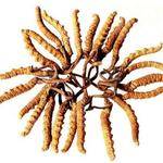 警惕！惊险遭遇：妹子被骗10万元和千根虫草的真实经历(图1)