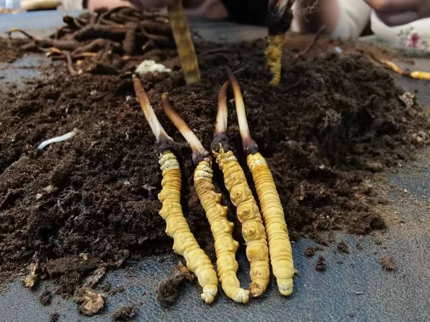 《虫草种植技术》(怎样种草种草)doc(图1)