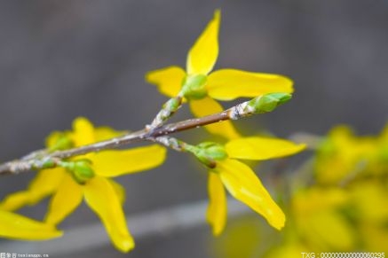 怎样种冬虫夏草？种植冬虫夏草的管理要点是什么？(图1)