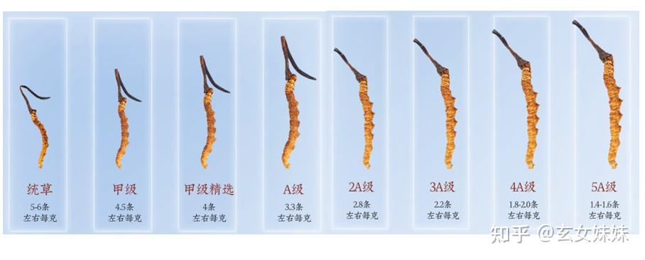 2024年虫草市场调研报告 pdf(图1)