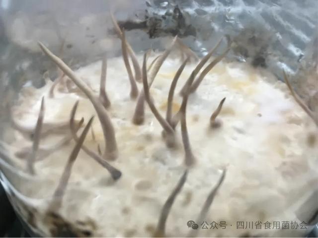 四川新突破：冬虫夏草产业化将成为现实！(图4)