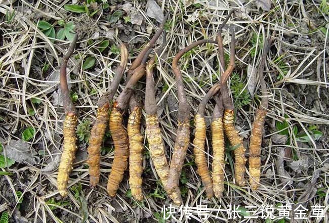 2024年食用菌产业发展现状、竞争格局及未来发展趋势与前景分析(图1)