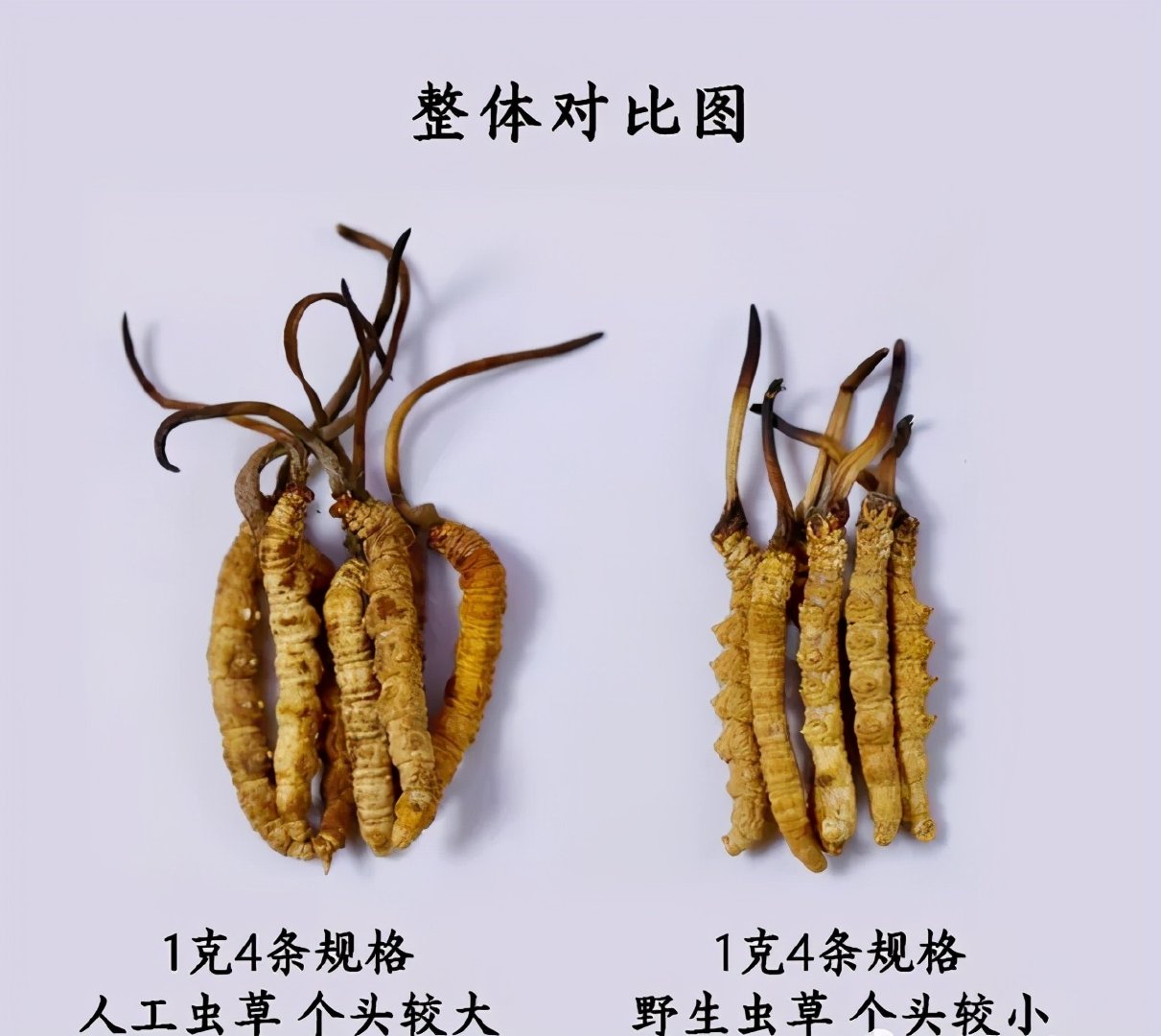 嵩县农业农村局2024年嵩县中药材标准化种植推广项目-竞争性谈判公告(图1)