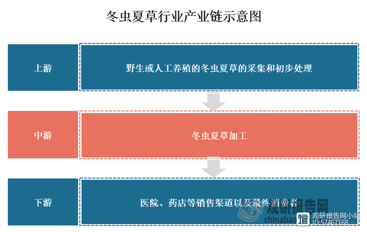 我国冬虫夏草行业人工繁育实现规模化 下游应用附加值提升带动市场规模持续扩容(图2)