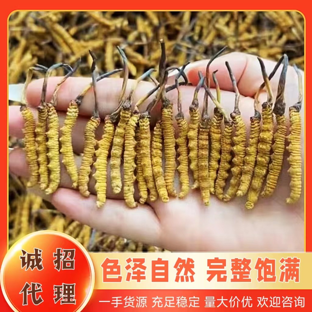 e2024年冬虫夏草十大品牌：冬虫夏草怎么选？同仁堂东阳光阿依舍三江源等虫草推荐适合送长辈、送父母的品牌(图1)