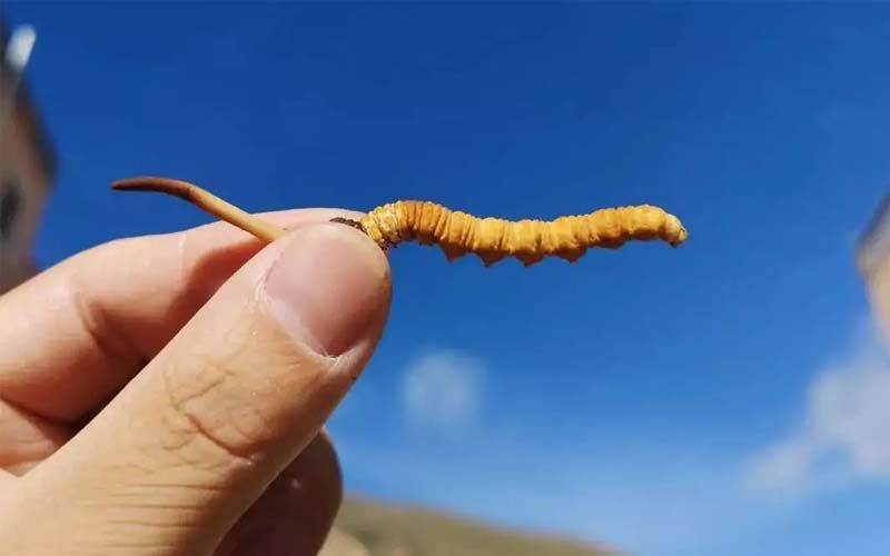 我国森林草原食物资源潜力及实现路径丨中国工程科学(图1)