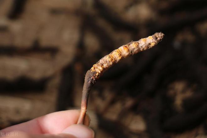 虫草野生和人工种植的区别(图4)