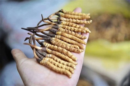 人工培育冬虫夏草的方法(图1)