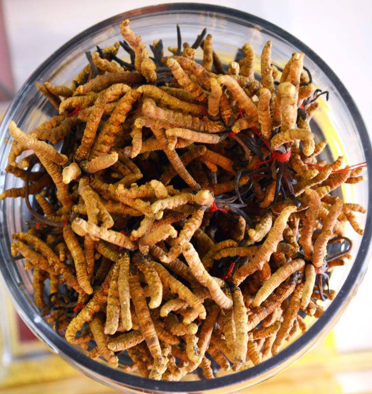 新华指数丨数字化赋能玉树野生冬虫夏草走向博鳌(图1)