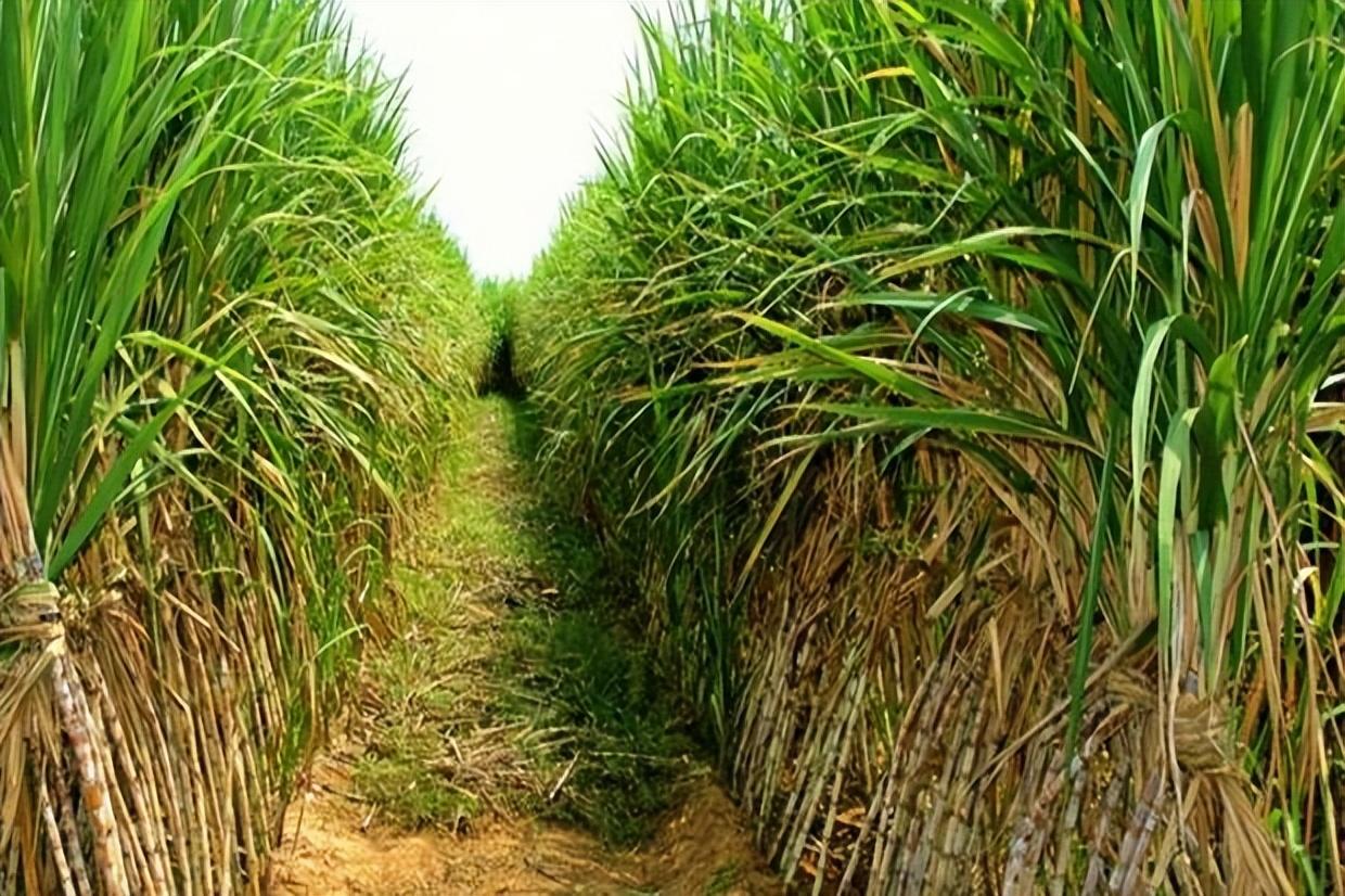 2024年各类草种产量超7万吨 我国林草种质资源保护利用取得积极进展(图1)