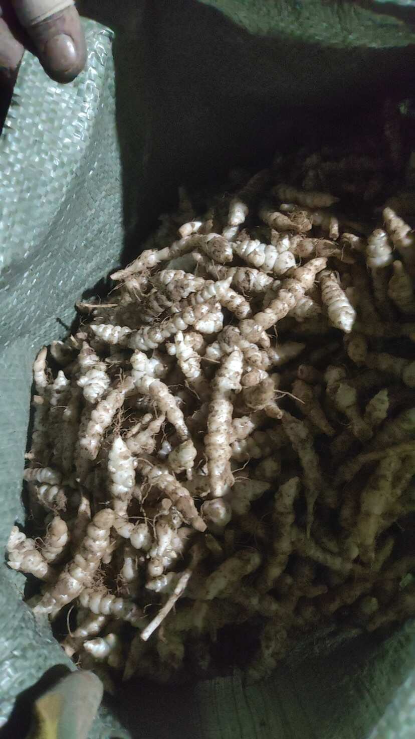 潮声视频丨浙江也产冬虫夏草了？(图1)