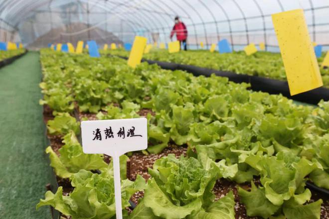 什么？这里用中药来种菜？(图2)