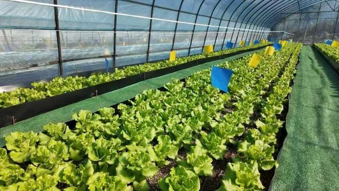 什么？这里用中药来种菜？(图1)