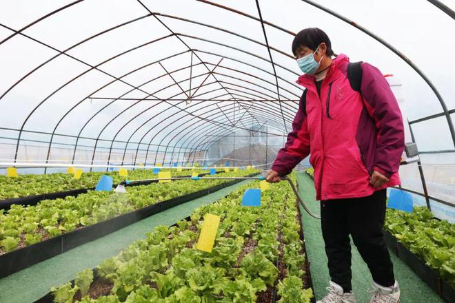 什么？这里用中药来种菜？(图4)
