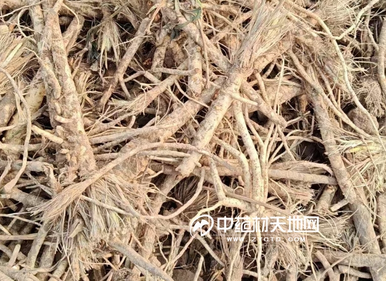安国市场2024年度下跌品种盘点：下半年行情有点“惨”(图5)