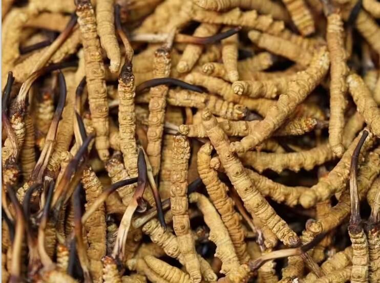中国虫草种植及深加工行业市场前景预测及投资价值评估分析报告(图1)
