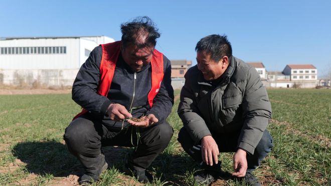 专家田间授课 助力小麦过冬(图1)