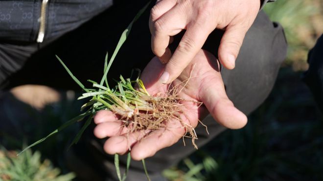 专家田间授课 助力小麦过冬(图3)