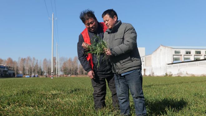专家田间授课 助力小麦过冬(图2)