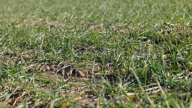 专家田间授课 助力小麦过冬(图4)