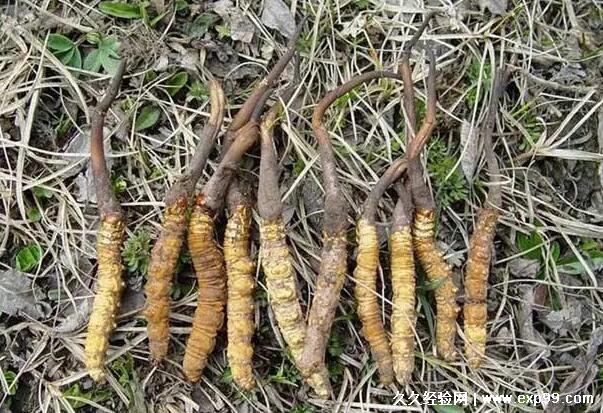 2024年度冬虫草种植及管理协议版docx(图1)