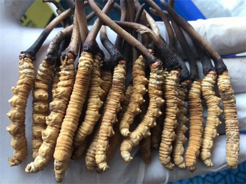 省人大代表祝春华：培育农业新质生产力 以药肥创新助力高标准农田建设丨两会好声音(图1)