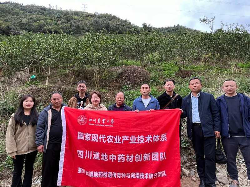 四川石棉：采取“三步走”措施培植新型经营主体促进中药材产业发展(图1)