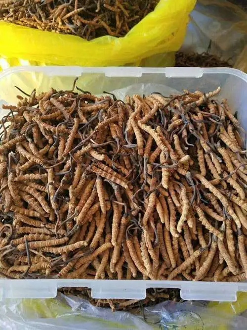 滁州学院研究成果获中国食品工业协会科学技术奖二等奖(图1)