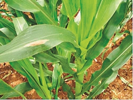 机遇与风险的博弈大健康赛道下的暴利种植产品1公斤能卖450元(图1)