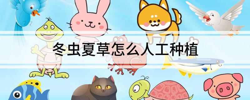 冬虫夏草怎么人工种植(图1)