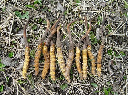 国家新食品蝉花横空出世  天然虫草面临严峻挑战(图1)