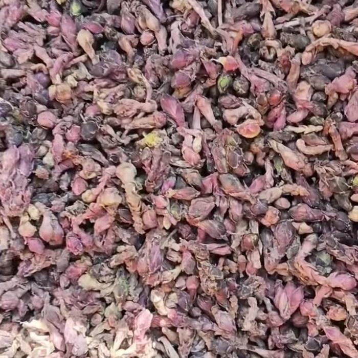 投稿资讯浅析甘肃品种在2025年将有何表现？(图3)