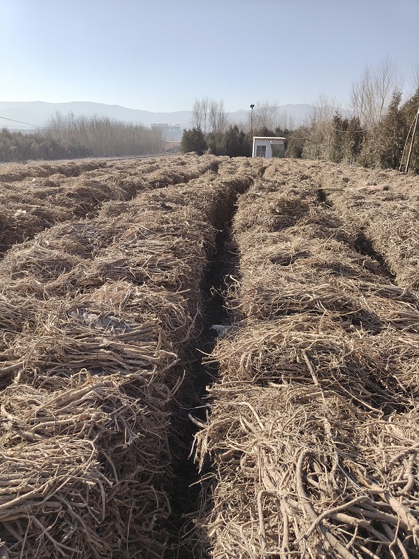 投稿资讯浅析甘肃品种在2025年将有何表现？(图4)