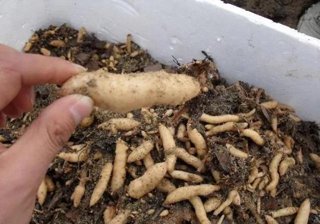 曾经火遍大江南北如今跌落神坛的“高价神药”是如何炒作起来(图9)