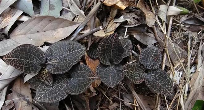 曾经火遍大江南北如今跌落神坛的“高价神药”是如何炒作起来(图10)