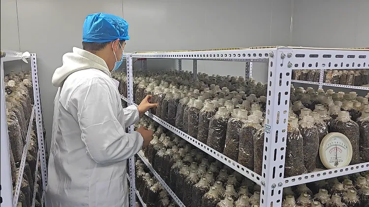 大通县食用菌生产呈蓬勃发展势头(图1)