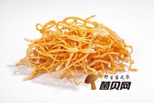 沈阳欣博虫草种植园(图1)