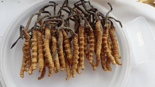 揭示人工培育冬虫夏草安全性与抗缺氧药效(图1)