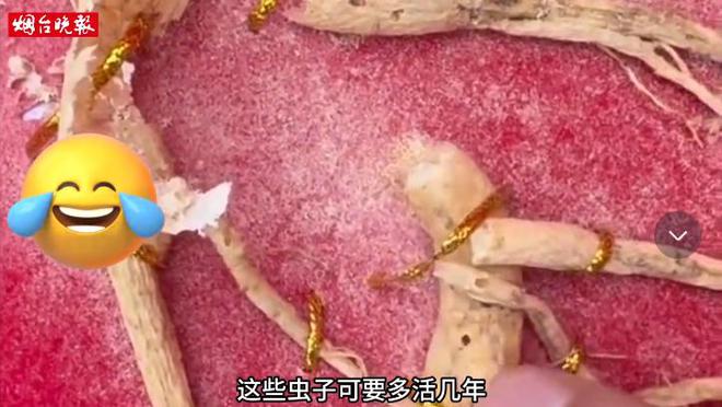 2016年百年参龄的人参被评为“参王”以168万被售给广东买家(图6)