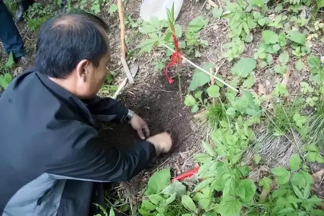 2016年百年参龄的人参被评为“参王”以168万被售给广东买家(图14)