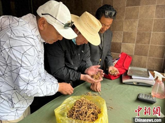 青海：448万农牧民参与林草工程 生态惠民成效显著(图1)