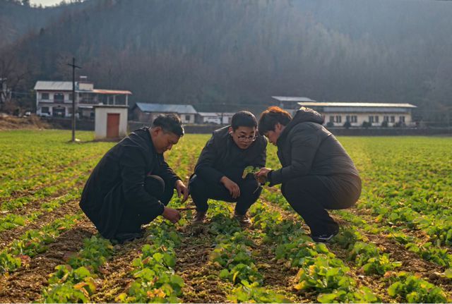 陕西商南：“飞防”助春管 油菜稳丰收(图2)