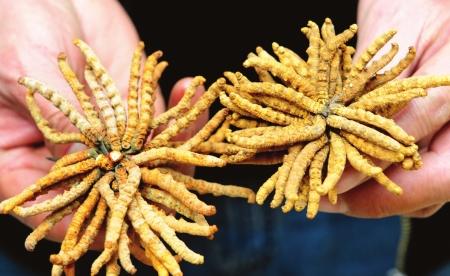 冬虫夏草种植项目(图1)