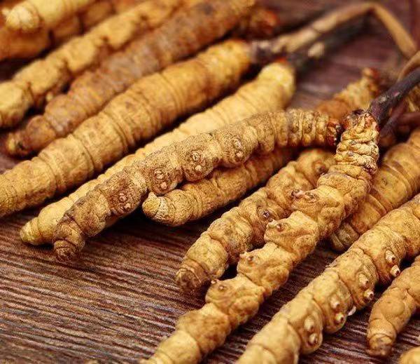 《天网》 20240729 虫草历险记(图1)