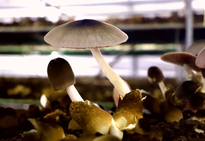 生态抚育冬虫夏草的方法与流程(图1)