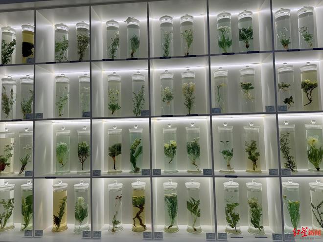 特稿丨90后机械工变身植物科普博主在海拔4000米高原修筑“梦想中的植物园”(图1)